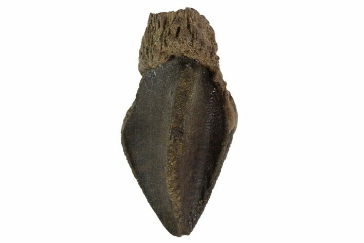 Unworn Triceratops Tooth - Montana #94014